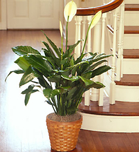 Floor Plant